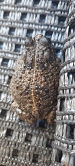 Vandijkophrynus angusticeps