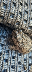 Vandijkophrynus angusticeps