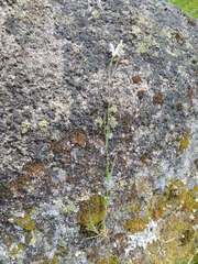 Eremogone capillaris