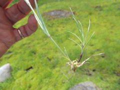 Eremogone capillaris