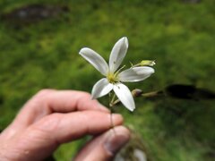 Eremogone capillaris