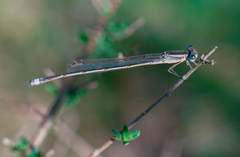Lestes alacer
