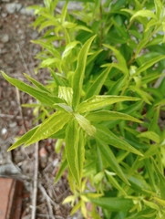 Baccharis punctulata