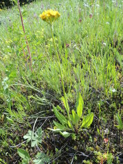 Senecio integerrimus