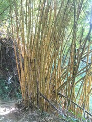 Bambusa
