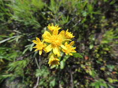 Senecio integerrimus