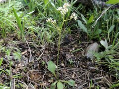 Micranthes occidentalis