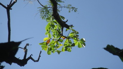 Pseudobombax septenatum