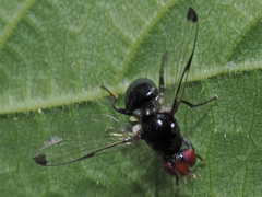Seioptera vibrans