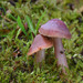 Jubilee Waxcap - Photo (c) Filip Fuljer, some rights reserved (CC BY-NC), uploaded by Filip Fuljer