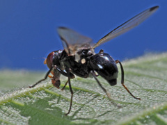 Seioptera vibrans