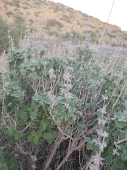 Pseudodictamnus hirsutus