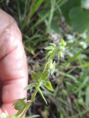 Nemophila breviflora