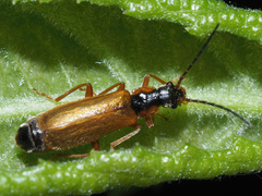 Rhagonycha testacea