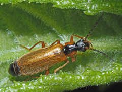 Rhagonycha testacea