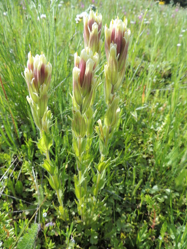 Cusick's Indian paintbrush (Castilleja cusickii)