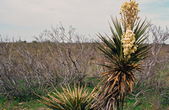 Yucca torreyi