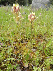 Castilleja cusickii