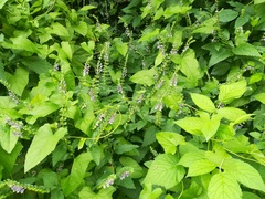 Scutellaria altissima