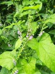 Scutellaria altissima