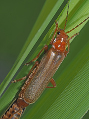Cantharis rufa