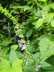 Scutellaria altissima