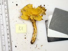 Cantharellus chicagoensis