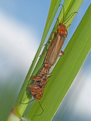 Cantharis rufa