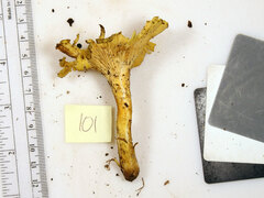 Cantharellus chicagoensis