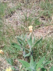 Oenothera mollissima