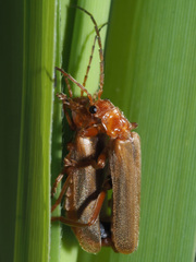 Cantharis rufa