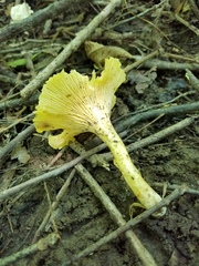 Cantharellus chicagoensis