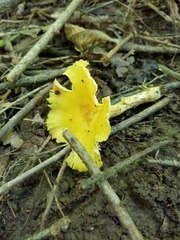 Cantharellus chicagoensis