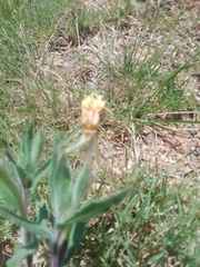 Oenothera mollissima