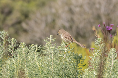 Prinia maculosa maculosa