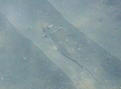 Chelidonichthys obscurus