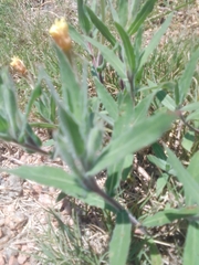 Oenothera mollissima