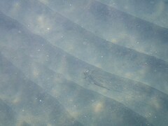 Chelidonichthys obscurus