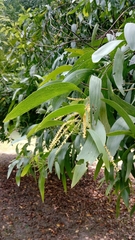 Acacia auriculiformis
