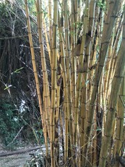 Bambusa