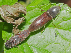 Athous haemorrhoidalis