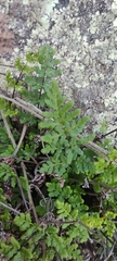Oeosporangium