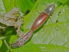 Athous haemorrhoidalis