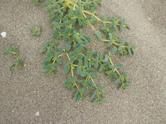 Euphorbia peplis