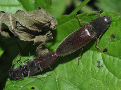 Athous haemorrhoidalis