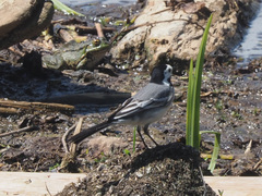 Motacilla alba alba