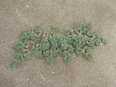 Euphorbia peplis