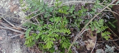 Oeosporangium