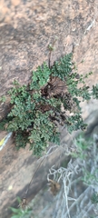 Oeosporangium