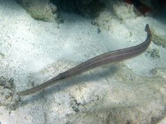 Aulostomus maculatus
